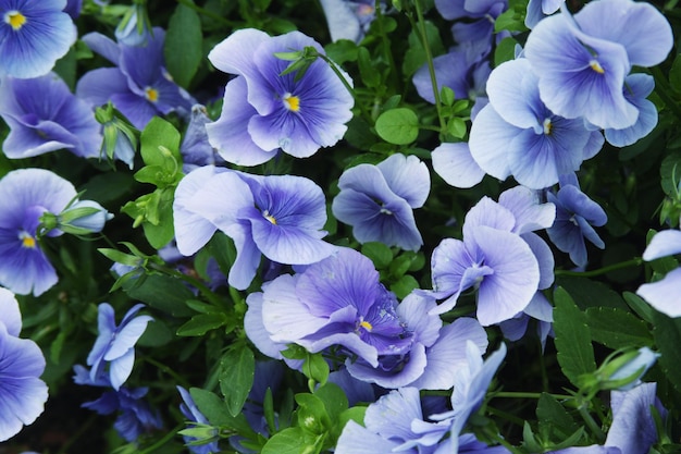 Photo viola flower field