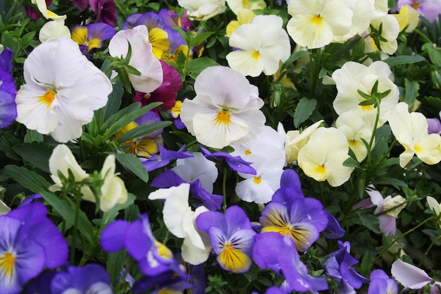 Viola flower field