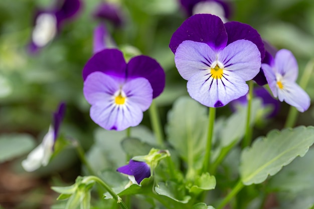 春の日に庭でビオラの花