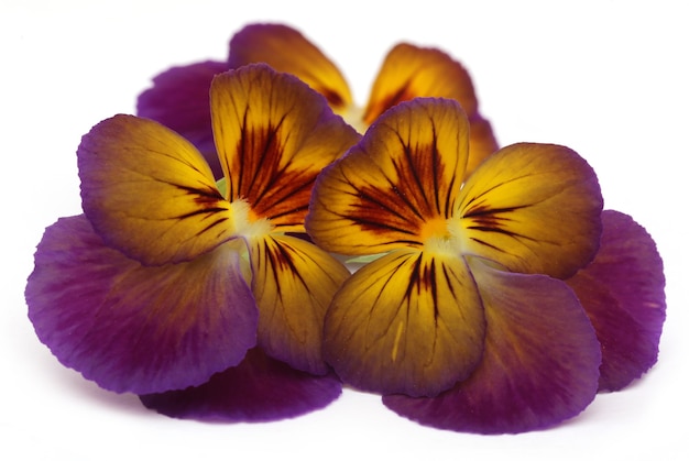 Viola flower over white background