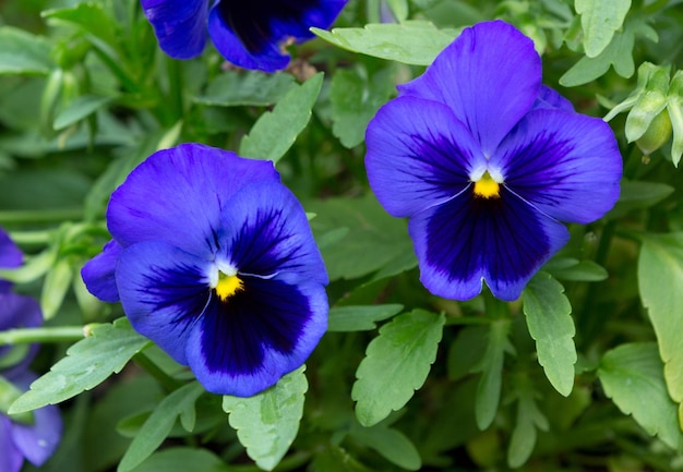 Photo viola flower