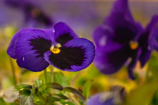 viola flowers closeup with a beautiful blurred field