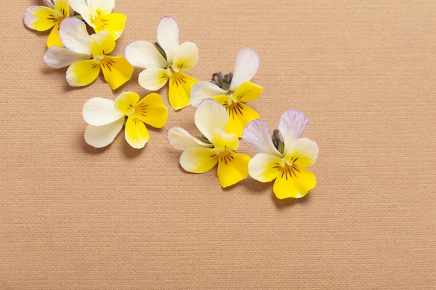 Viola flowers on color paper  background