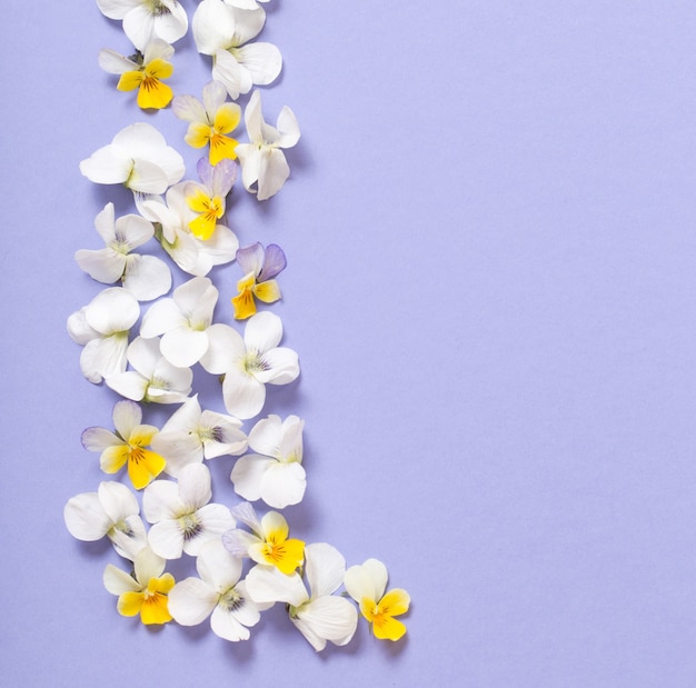 Viola flowers on color paper  background