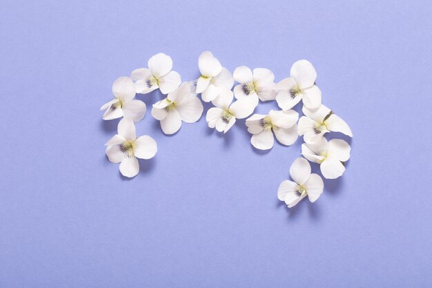 Viola flowers on color paper  table