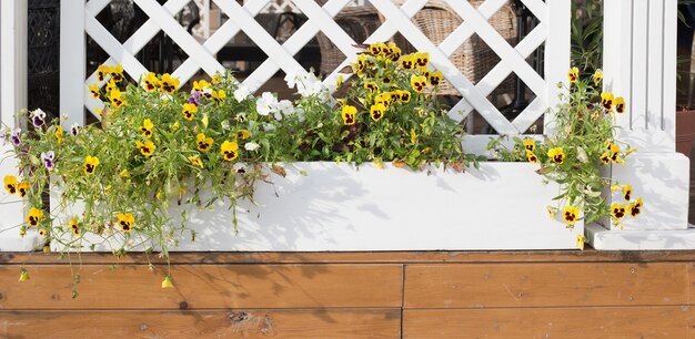 屋外の植木鉢のビオラの花