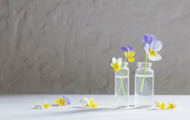 Viola flowers in glass jars on white background