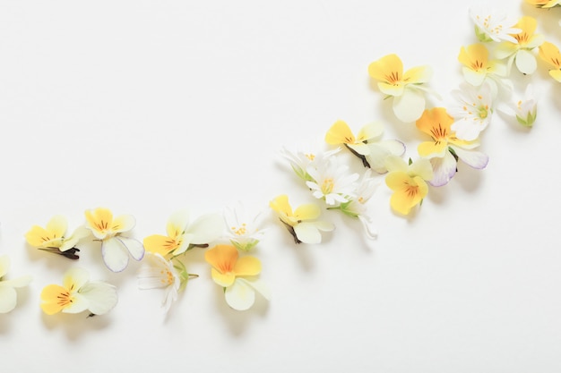 Viola flowers on white background