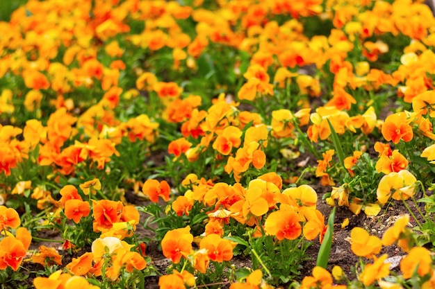 黄色とオレンジ色の花の自然な花の背景のビオラの花