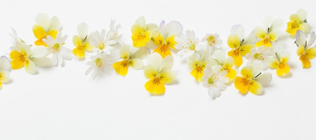 Viola flowers