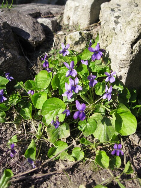 Photo viola odorata growing in spring