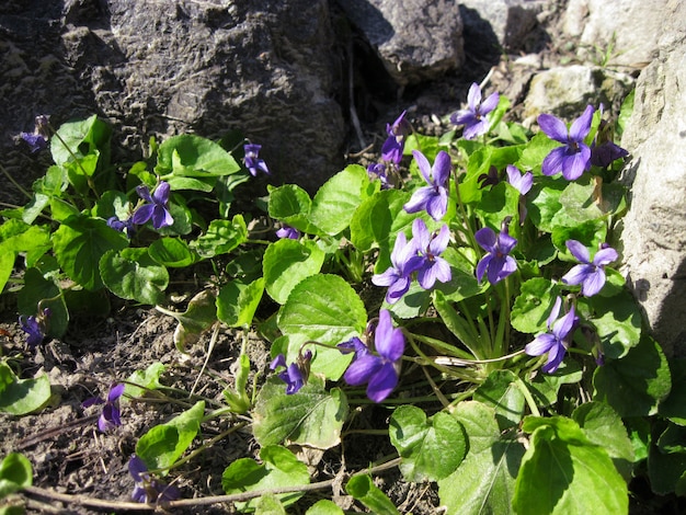 Photo viola odorata growing in spring