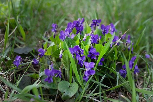 Photo viola odorata wood violet sweetenglishcommon violetflorists violet garden violet in the forest during the flowering and collection period for the manufacture of medicinal herbs