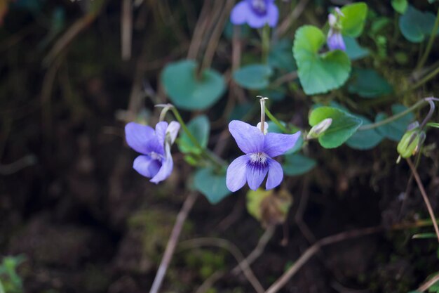 Дикое растение Viola riviniana с голубыми цветами