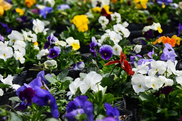 Viola Sweet Violet in the garden