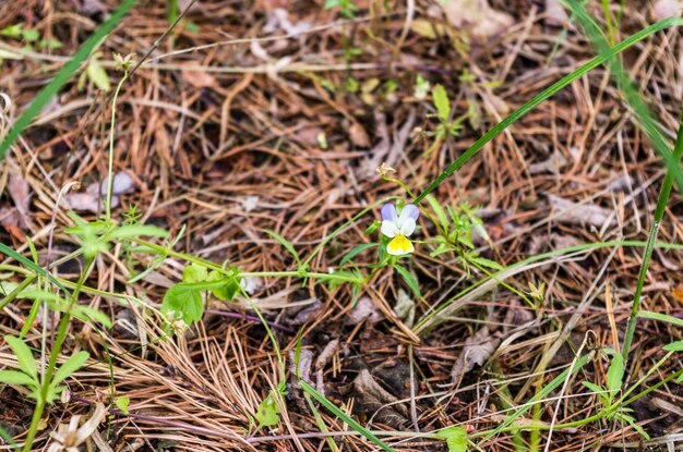 Viola tricolor in de natuur Viola trcolor in het wild Bosplant