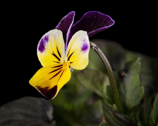 Viola tricolor lat Johnny Jump up of Viola cornuta lat Gehoornde Violet geïsoleerd op zwarte achtergrond
