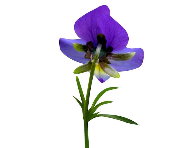 사진 바이올라 트리콜러 (viola tricolor) 또는 야생 시 (wild pansy) 는 항신경성 면역 억제제 및 항 염증 성질을 가지고 있습니다.