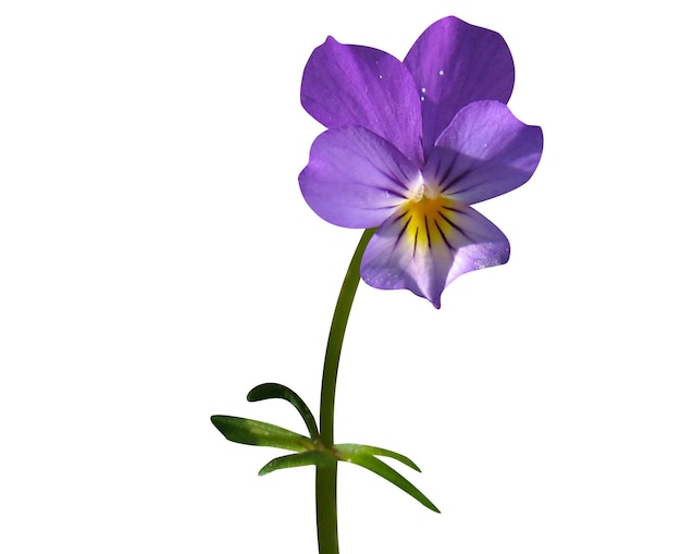 Photo viola tricolor or wild pansy has antinociceptive immunosuppressant and anti inflammatory properties