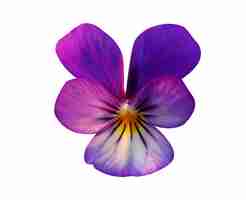 Photo viola tricolor or wild pansy has antinociceptive immunosuppressant and anti inflammatory properties