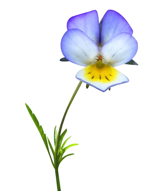 Viola tricolor or wild pansy has antinociceptive immunosuppressant and anti inflammatory properties