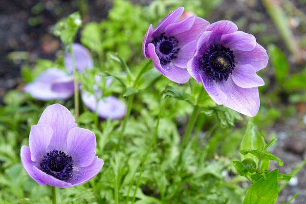 花壇の庭に露が滴る紫のアネモネ