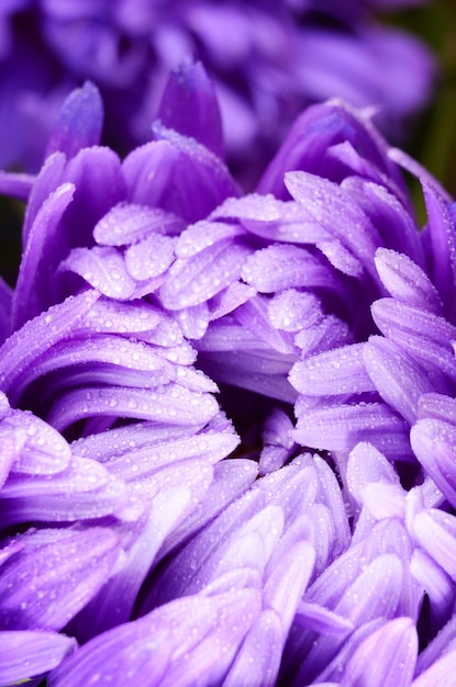 Violet aster bloem close-up foto