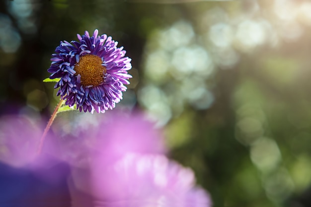 Fiore viola dell'aster nella natura vaga