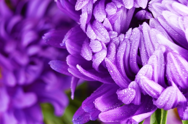 Violet aster flower closeup photo