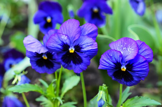 Violet beautiful pansy flowering in spring time