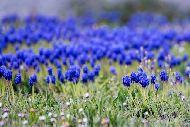 Violet bloem macrodetail close-up