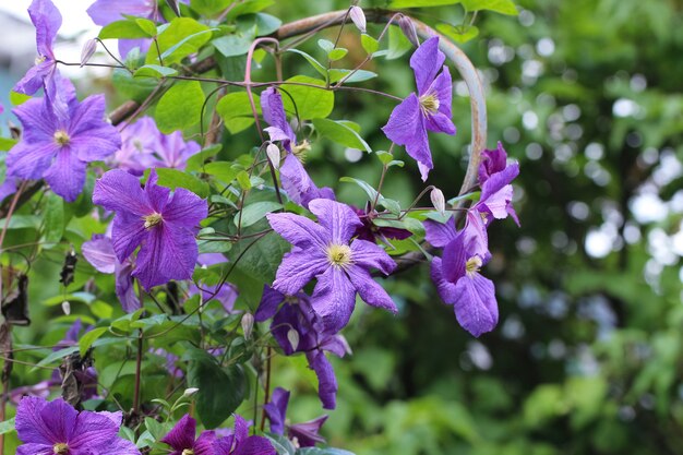 фиолетово-синие крупноцветковые цветы клематиса в ботаническом саду