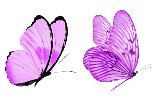 Фиолетовая бабочка. натуральное насекомое. изолированные на белом фоне
