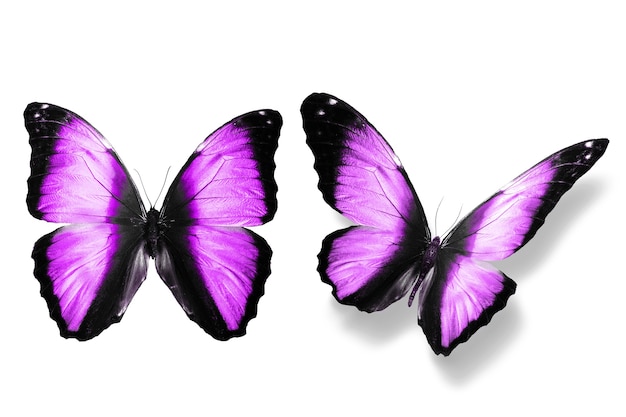 Фиолетовая бабочка. естественное насекомое. изолированные на белом фоне