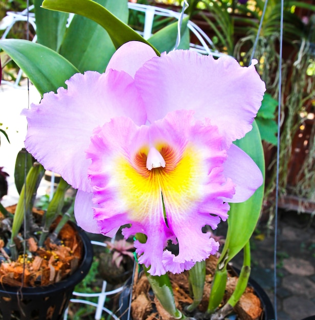 Violet cattleya orchideebloem