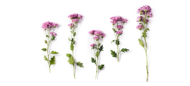 Violet chrysanthemum flowers bouquet