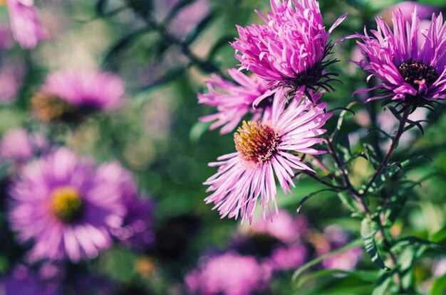 Violet  chrysanthemum flowers in the garden, floral background