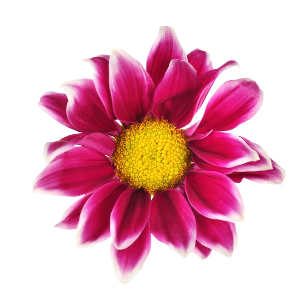 Violet chrysanthemum isolated on white