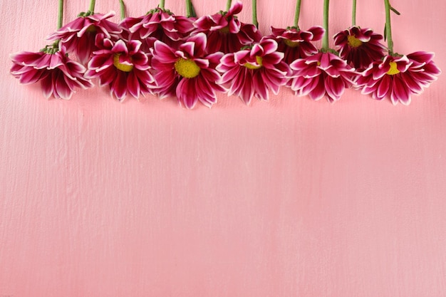 Violet chrysanthemum on pink background