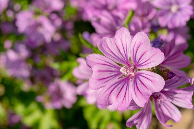 Violet Common Mallow Flower Natural Floral Botanical Background