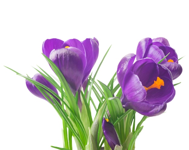 Violet crocus flowers bouquet