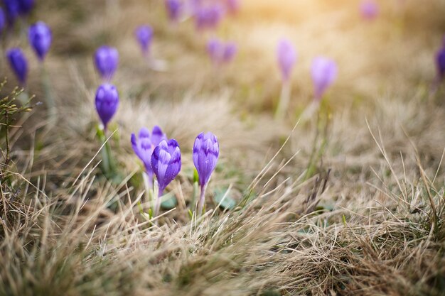 春の山のバイオレットクロッカス。咲く紫色のクロッカス高山の花