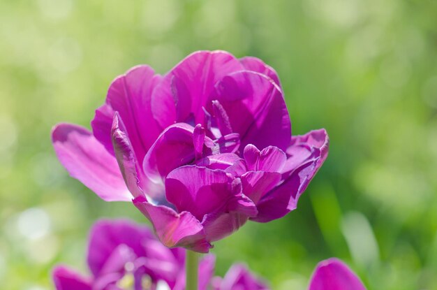 紫のダブルカラフルな美しいチューリップ牡丹のような紫色のチューリップ