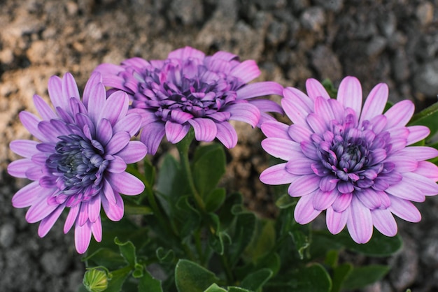 Violet double flowers osteospermum one color in the garden