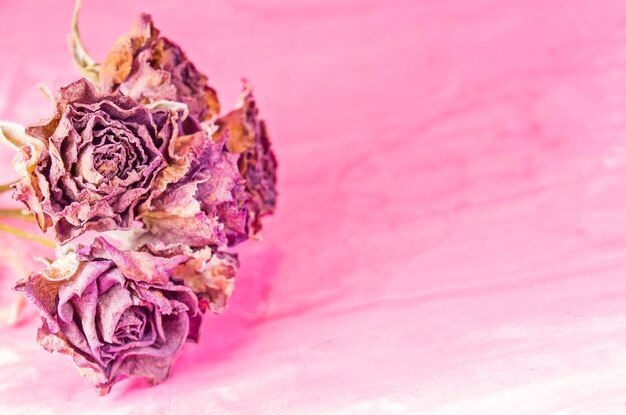 Violet dried roses background