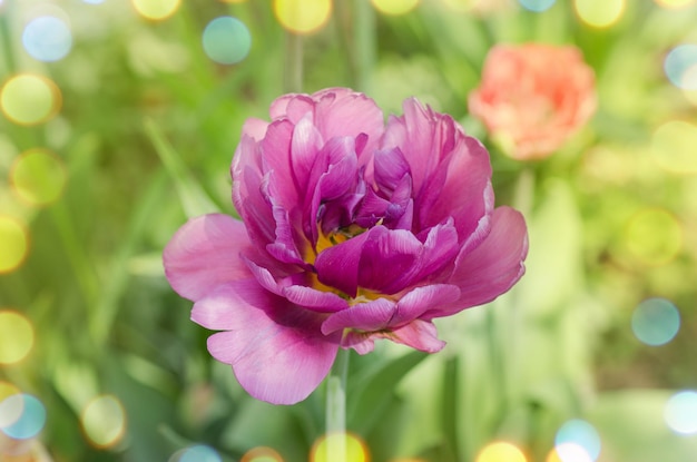 Violet dubbele kleurrijke mooie tulp Paarse tulp als pioenroos