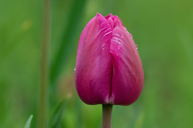 Violet dubbele kleurrijke mooie tulp Paarse tulp zoals pioen Tulpen groeien in decoratief bloembed