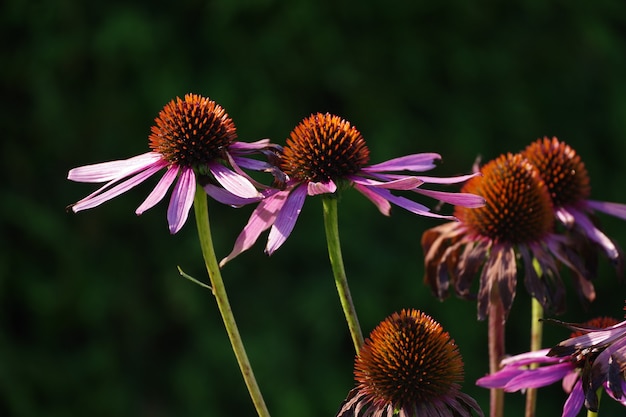 Violet echinacea (coneflowers) bloemen op de donkergroene achtergrond