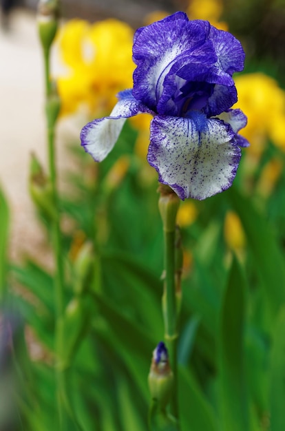 Violet en witte Iris in de moestuin in de Loire-vallei in Frankrijk