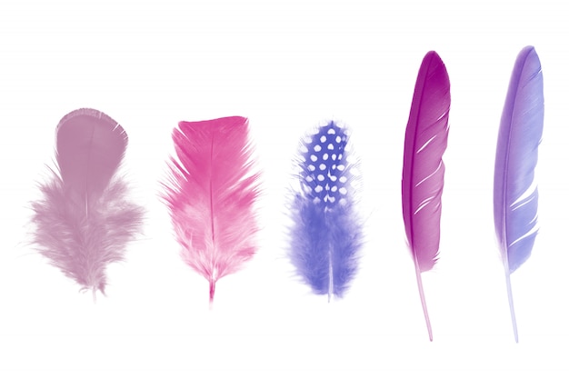 Violet feather on white